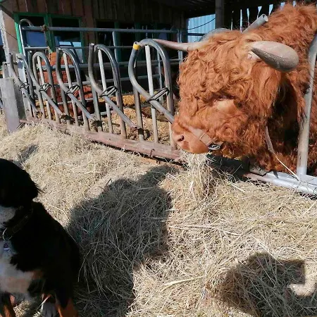 Moewennest Im Fh Zum Reetdachhaus Am Haff