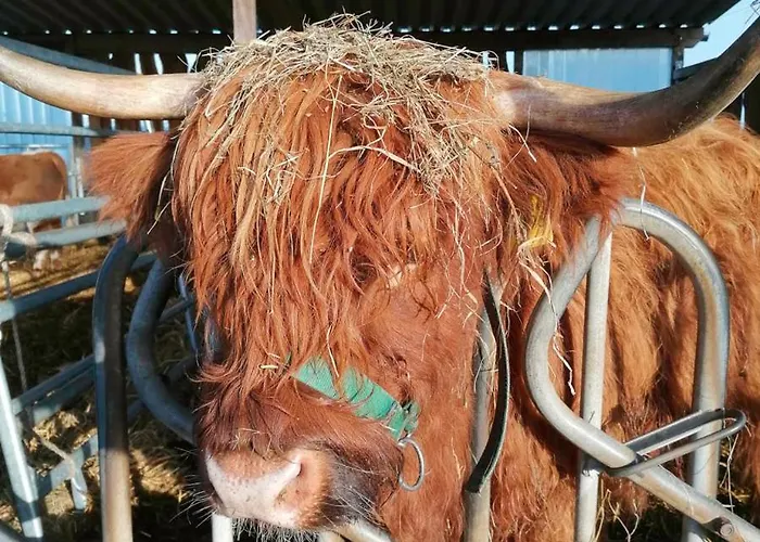 Moewennest Im Fh Zum Reetdachhaus Am Haff * Pepelow